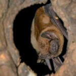 Noctule commune - Photo © Pascal Bellion