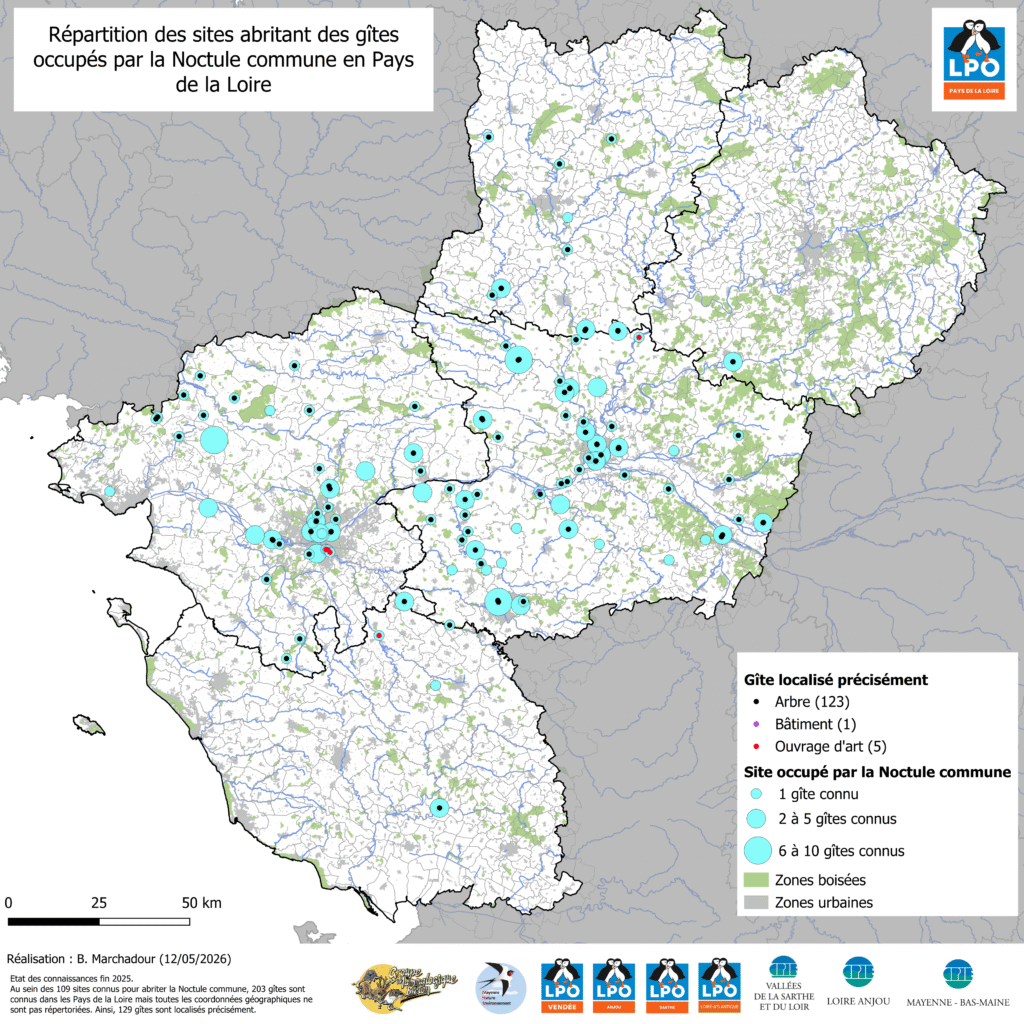Noctules Communes Pdl Sites Et Gites 2025