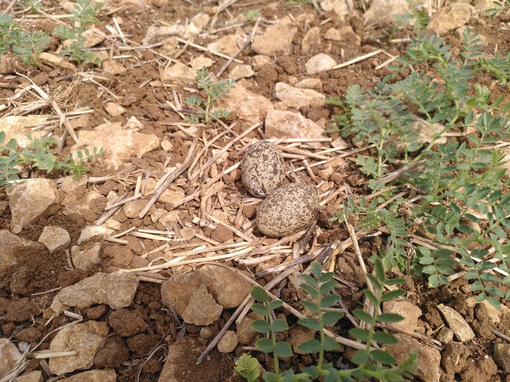 œufs d’œdicnème criard dans un champ de pois chiche (photo : Axelle Denis -LPO Anjou)
