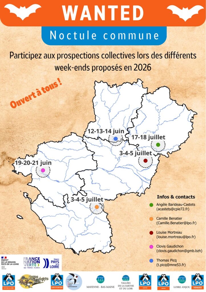 Noctule commune - week-end de prospection naturalistes 2026